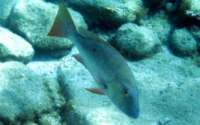 Mutton Snapper - Lutjanus analis