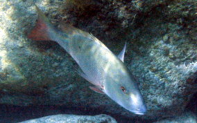 Mutton Snapper - Lutjanus analis