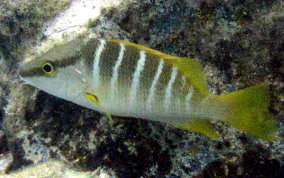 Schoolmaster Snapper - Lutjanus apodus