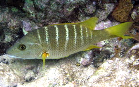 Schoolmaster Snapper - Lutjanus apodus