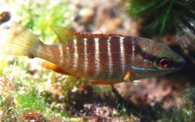 Schoolmaster Snapper - Lutjanus apodus