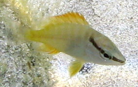 Schoolmaster Snapper - Lutjanus apodus