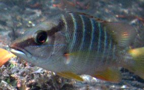 Schoolmaster Snapper - Lutjanus apodus