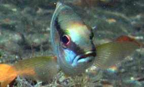 Schoolmaster Snapper - Lutjanus apodus