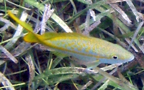 Yellowtail Snapper - Ocyurus chrysurus