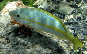 Yellowtail Snapper - Ocyurus chrysurus