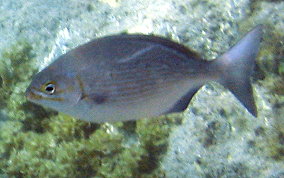 Chub - Kyphosus sectatrix/incisor