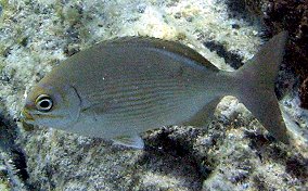 Chub - Kyphosus sectatrix/incisor