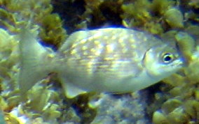 Chub - Kyphosus sectatrix/incisor