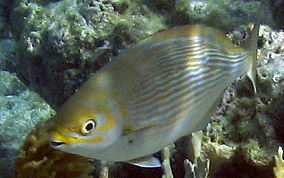 Chub - Kyphosus sectatrix/incisor