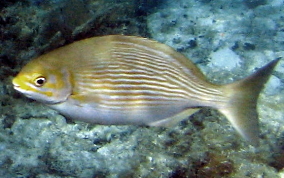 Chub - Kyphosus sectatrix/incisor