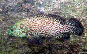 Graysby - Cephalopholis cruentatus