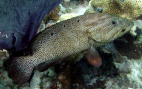 Graysby - Cephalopholis cruentatus