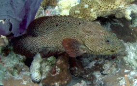 Graysby - Cephalopholis cruentatus