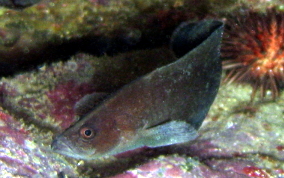 Greater Soapfish - Rypticus saponaceus