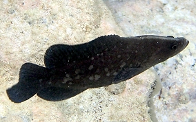 Greater Soapfish - Rypticus saponaceus