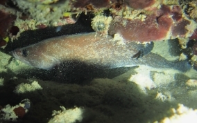 Greater Soapfish - Rypticus saponaceus