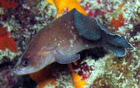 Greater Soapfish