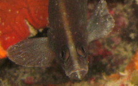 Greater Soapfish - Rypticus saponaceus