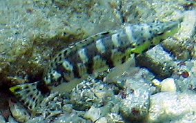 Harlequin Bass - Serranus tigrinus