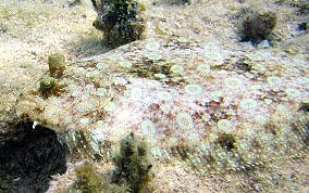 Peacock Flounder - Bothus lunatus