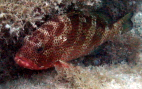 Red Hind - Epinephelus guttatus 