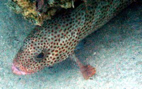 Red Hind - Epinephelus guttatus 