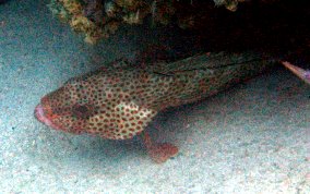 Red Hind - Epinephelus guttatus 