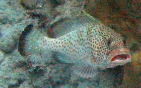 Red Hind - Epinephelus guttatus 