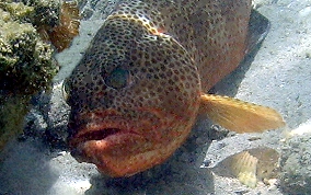 Red Hind - Epinephelus guttatus 