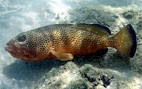 Red Hind - Epinephelus guttatus 