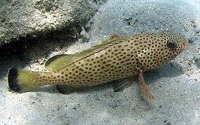 Red Hind - Epinephelus guttatus 