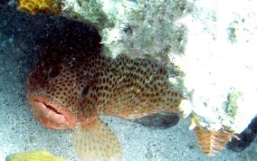 Red Hind - Epinephelus guttatus 