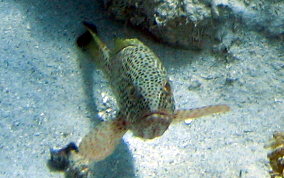 Red Hind - Epinephelus guttatus 