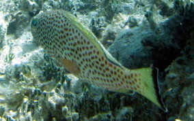 Red Hind - Epinephelus guttatus 