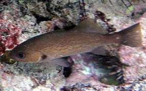 Reef Croaker