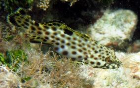 Rock Hind - Epinephelus adscensionis