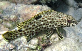 Rock Hind - Epinephelus adscensionis