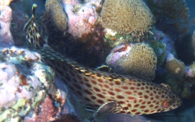 Rock Hind - Epinephelus adscensionis