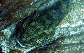 Rock Hind - Epinephelus adscensionis