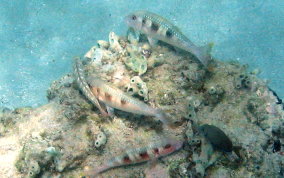 Spotted Goatfish - Pseudupeneus maculatis