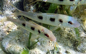 Spotted Goatfish - Pseudupeneus maculatis