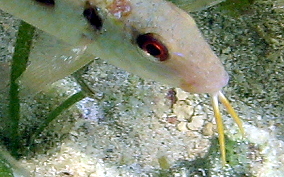 Spotted Goatfish - Pseudupeneus maculatis