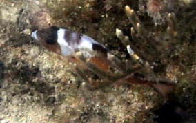 Tobaccofish - Serranus tabacarius