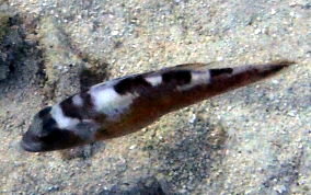 Tobaccofish - Serranus tabacarius