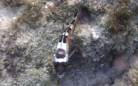 Tobaccofish - Serranus tabacarius