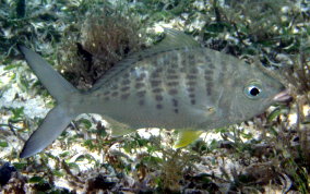 Yellowfin Mojarra - Gerres cinereus