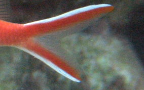 Blackbar Soldierfish - Myripristis jacobus