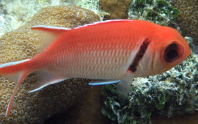 Blackbar Soldierfish - Myripristis jacobus