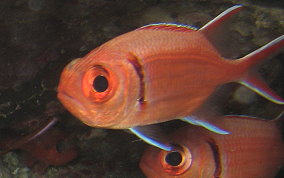 Blackbar Soldierfish - Myripristis jacobus